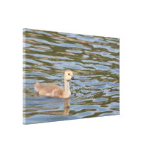 Canvas: Cygnet da cisne muda Impressão Em Canvas