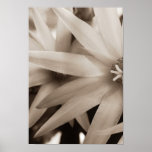 Canvas da flor da estrela do Sepia Pôsteres