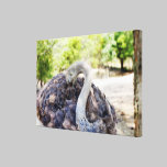Canvas da fotografia da avestruz impressões em tela