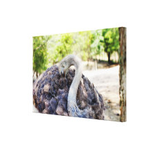 Canvas da fotografia da avestruz impressão de canvas esticadas