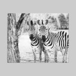 Canvas da fotografia do duo da zebra impressões em tela