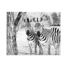 Canvas da fotografia do duo da zebra impressão de canvas envolvidas