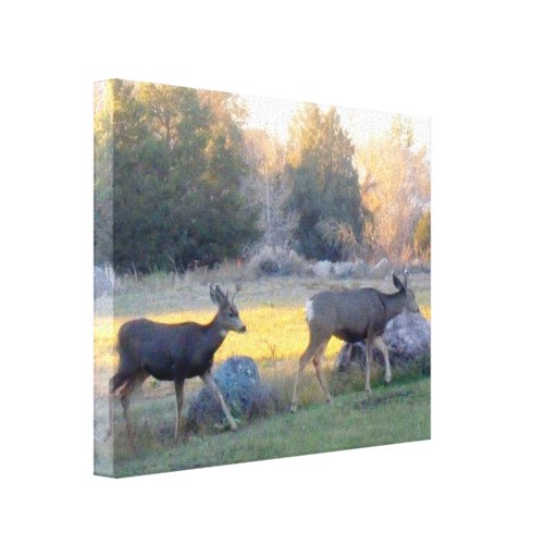 Canvas de dois cervos de Colorado Impressão De Canvas Envolvida