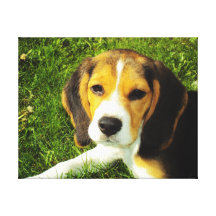 Canvas do filhote de cachorro do lebreiro impressão em tela canvas