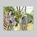 Canvas do trio da zebra impressões em tela
