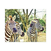 Canvas do trio da zebra impressão em canvas