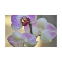 Canvas elegantes da orquídea impressão em canvas