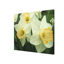 Canvas - envolvidas - Daffodils Hearted do ouro Impressão De Canvas Envolvidas