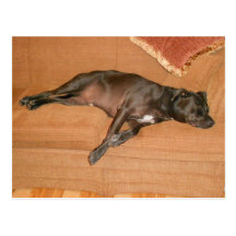 "Cão cansado. " Cartoes Postais