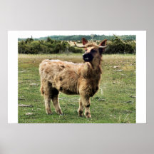Cão das montanhas poster