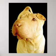 Cão de filhote de cachorro diluído de Shar Pei do  Pôsteres