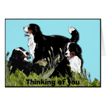 Cão de montanha de Bernese Cartao