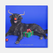 Cão do Natal Imas