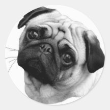 Cão do Pug Adesivo Redondo