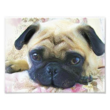Cão do Pug Artes De Fotos