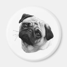 Cão do Pug Ima De Geladeira