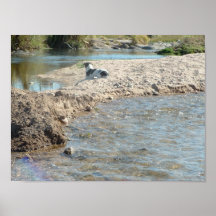 cão na areia posters