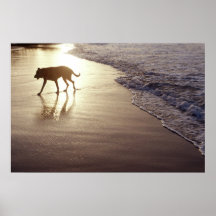 Cão na praia no por do sol impressão