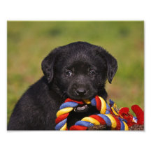 cão preto Labrador Retriever filhote poster de fot