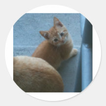Capa de iphone 4 do Kat do gatinho Adesivos Em Formato Redondos