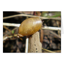 "Caracol dourado " Cartao
