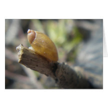 "Caracol dourado " Cartões