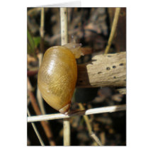 "Caracol dourado " Cartoes