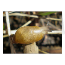 "Caracol dourado " Cartões