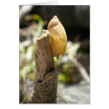 "Caracol dourado " Cartoes