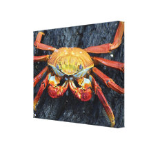 Caranguejo de Galápagos Impressão Em Canvas