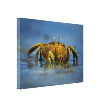 Caranguejo dourado pelo impressão das canvas do ma impressão de canvas envolvida