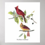 Cardeal do norte de Audubon Pôsteres