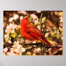 Cardeal nas flores de Apple Posteres