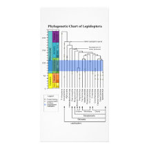 Carta filogenética de linhagens dos Lepidoptera Cartoes Com Fotos
