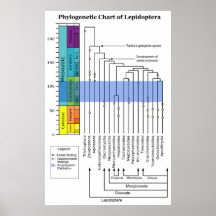 Carta filogenética de linhagens dos Lepidoptera Pôsteres