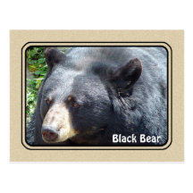 Cartão 2 do urso preto cartão postal