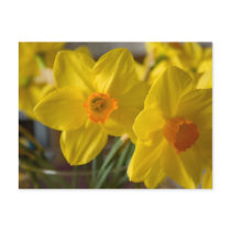 Cartão amarelo dos daffodils cartões postais