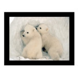 Cartão bonito de Cubs de urso Cartoes Postais