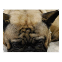 Cartão bonito do buldogue francês cartoes postais