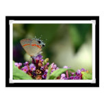 Cartão cinzento da foto da borboleta de Hairstreak Cartoes Postais