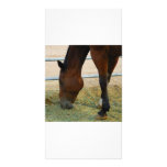Cartão com fotos do cavalo