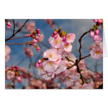 Cartão cor-de-rosa das flores de cerejeira