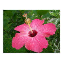 Cartão cor-de-rosa do hibiscus cartoes postais