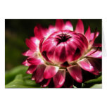 Cartão cor-de-rosa escuro 2 de Strawflower