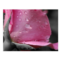 Cartão cor-de-rosa & preto cartao postal