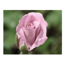 Cartão cor-de-rosa rosa pálido cartão postal