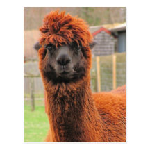 Cartão curioso do ~ da alpaca cartão postal