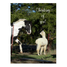 Cartão da alpaca do cavalo cartão postal