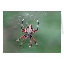 Cartão da aranha