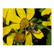 Cartão da flor da abelha cartoes postais